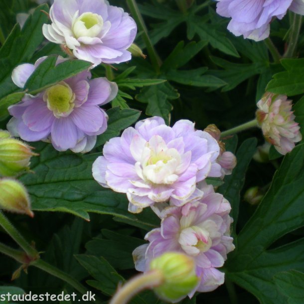 Geranium SUMMER SKIES 'Gernic'. <br/>Storkenb
