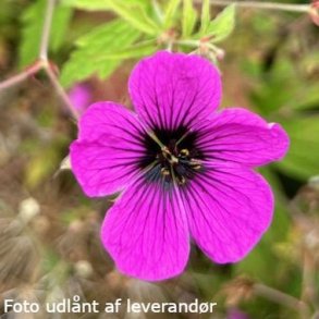 Geranium psilostemon 'Survivor'. <br/>Storkenb