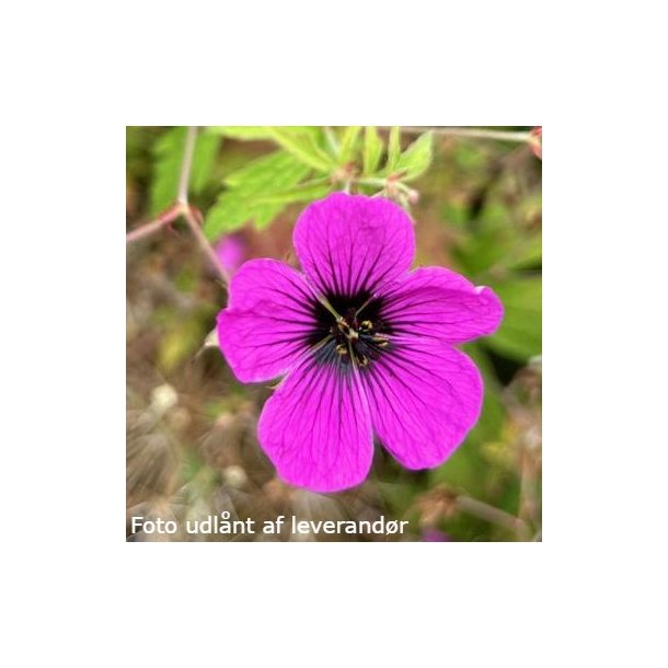 Geranium psilostemon 'Survivor'. <br/>Storkenb