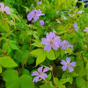 Geranium nodosum 'Svelte Lilac'. <br/>Storkenb