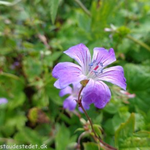 Geranium nodosum 'Swiss Purple'. <br/>Storken�b