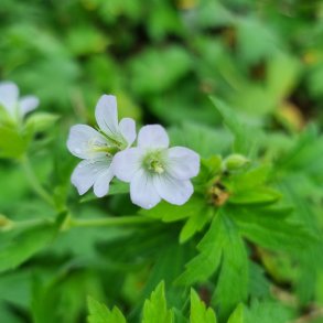 Geranium sylvaticum 'Album'. <br/>Storkenb