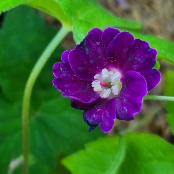 Geranium nodosum 'Tony's Talisman'. <br/>Storken�b