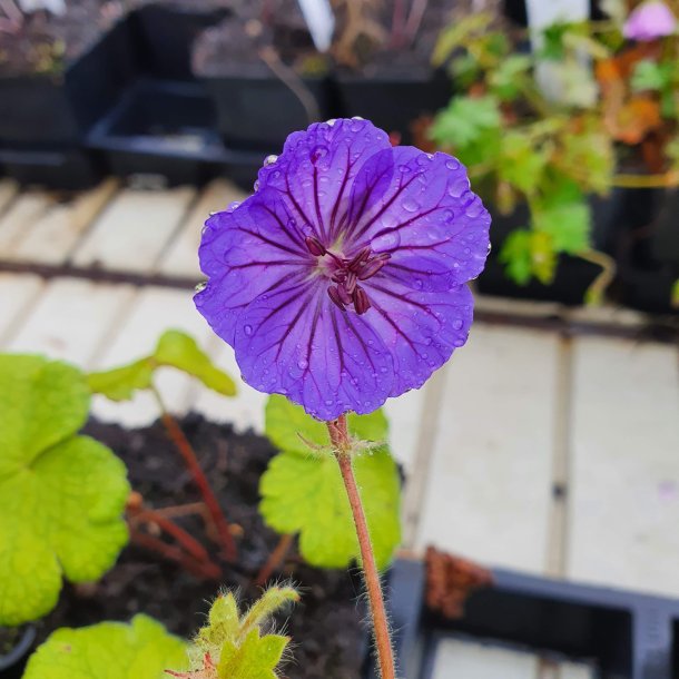 Geranium platypetalum 'Turco'.<br/> Storken�b