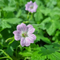 Geranium versicolor. <br/>Storken�b