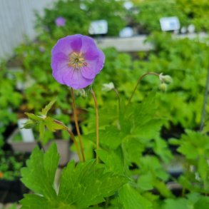 Geranium maculatum 'Vickie Lynn'. <br/>Storkenb