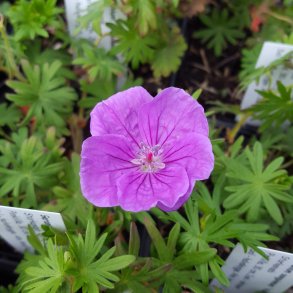 Geranium sanguineum 'Vision Violet'. <br/>Storkenb