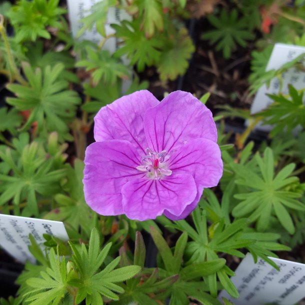 Geranium sanguineum 'Vision Violet'. <br/>Storkenb