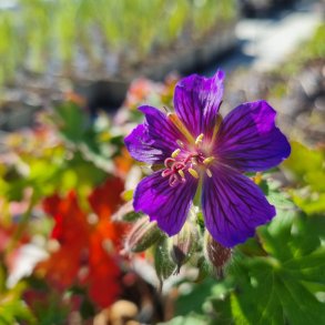 Geranium ibericum subsp. jubatum 'Vital'. <br/>Storken�b