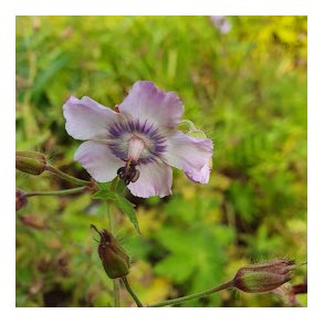 Geranium phaeum 'Wendy's Blush'. <br/>B�lgekronet storken�b