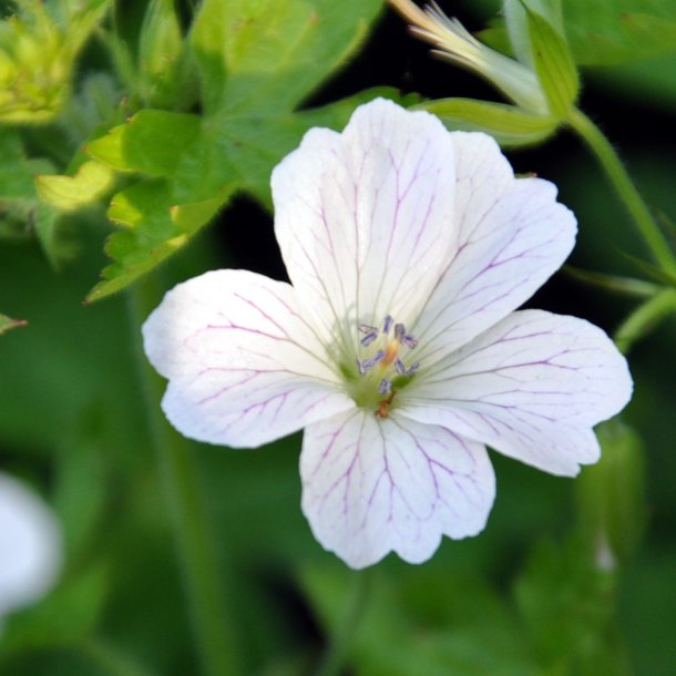 Geranium x oxonianum 'Westacre White'. <br/>Storken�b