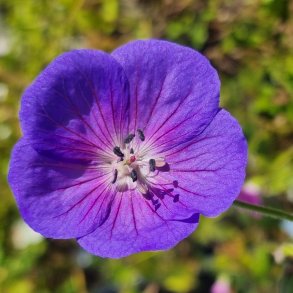 Geranium 'Westacre Halo'. <br/>Storken�b