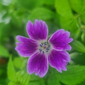 Geranium nodosum 'Whiteleaf'. <br/>Storken�b