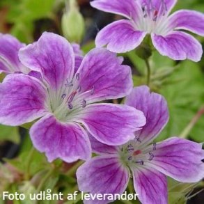 Geranium nodosum 'Whiteleaf'. <br/>Storkenb