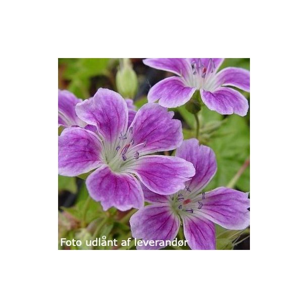 Geranium nodosum 'Whiteleaf'. <br/>Storkenb