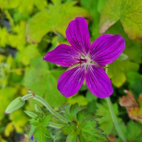Geranium wlassovianum. <br/>Storkenb