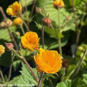 Geum 'Abendsonne'. <br/>Nellikerod