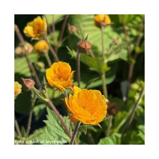 Geum 'Abendsonne'. <br/>Nellikerod