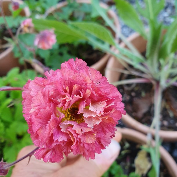 Geum 'Bohema Pink'. <br/>Nellikerod