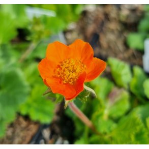 Geum 'Borisii'. <br/>Nellikerod