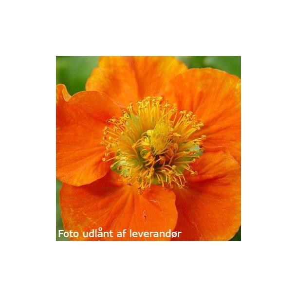 Geum 'Borisii'. <br/>Nellikerod