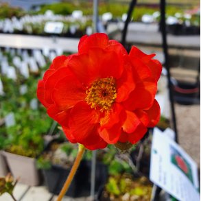 Geum CORAL TEMPEST 'Macgeu004'. <br/>Nellikerod