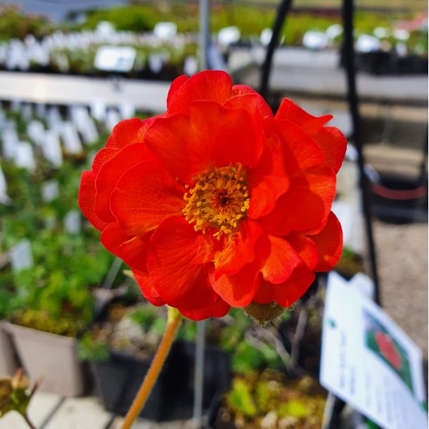Geum CORAL TEMPEST 'Macgeu004'. <br/>Nellikerod