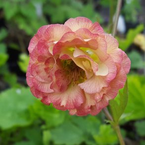 Geum - nellikerod