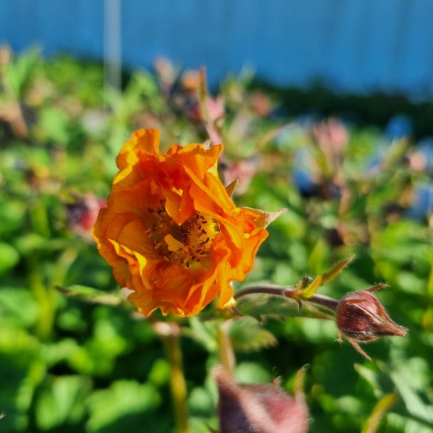 Geum 'Dark and Stormy'. <br/>Nellikerod