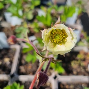 Geum 'Eden Valley Angel'. <br/>Nellikerod