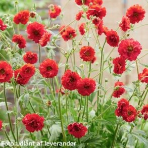 Geum FIERY RED 'Stocrgeu'. <br/>Nellikerod