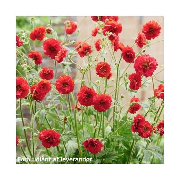 Geum FIERY RED 'Stocrgeu'. <br/>Nellikerod