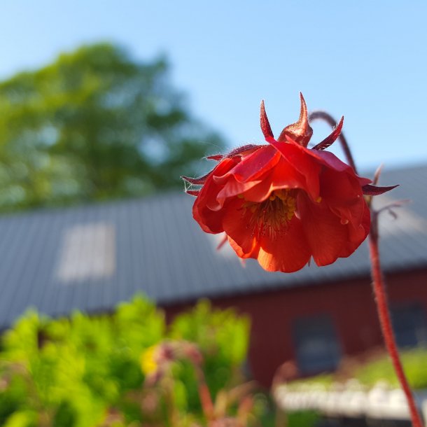 Geum 'Flames of Passion'. <br/>Nellikerod