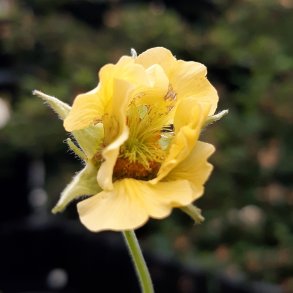 Geum 'Gimlet'. <br/>Nellikerod