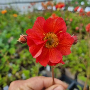 Geum 'Grande Rosso'. <br/>Nellikerod