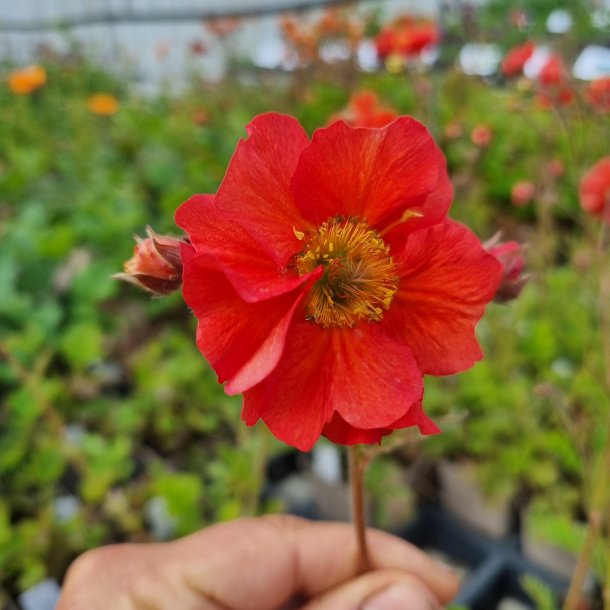 Geum 'Grande Rosso'. <br/>Nellikerod