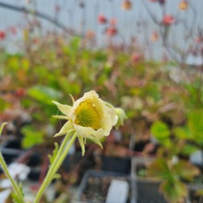 Geum 'Jolly Roger'. <br/>Nellikerod