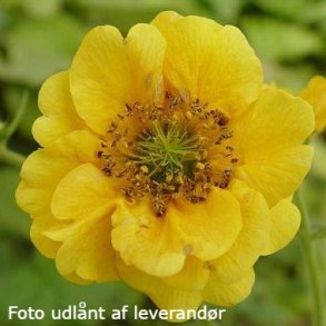 Geum 'Lady Stratheden'. <br/>Nellikerod