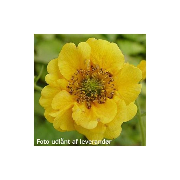 Geum 'Lady Stratheden'. <br/>Nellikerod