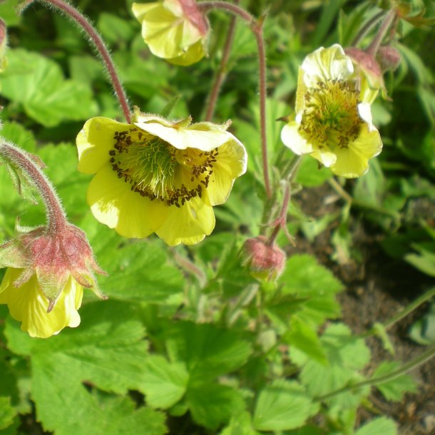 Geum 'Lemon Drops'. <br/>Nellikerod