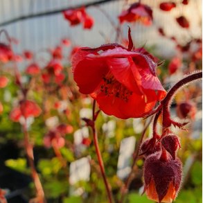 Geum rivale 'Leonard's Variety'. <br/>Nellikerod