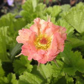 Geum hybrid 'Mai Tai'. <br/>Nellikerod