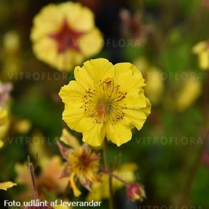 Geum 'Massimo Giallo'. <br/>Nellikerod
