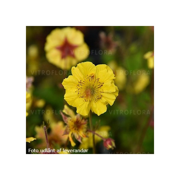 Geum 'Massimo Giallo'. <br/>Nellikerod