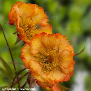 Geum 'Nonna'. <br/>Nellikerod