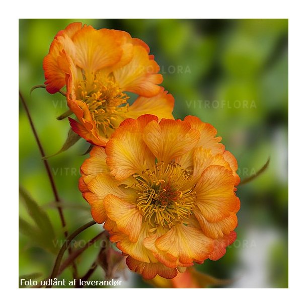 Geum 'Nonna'. <br/>Nellikerod