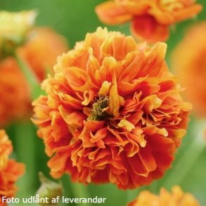 Geum 'Orange Pumpkin'. <br/>Nellikerod