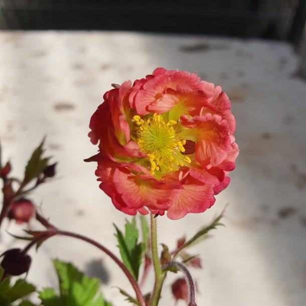 Geum 'Pink Petticoats'. <br/>Nellikerod