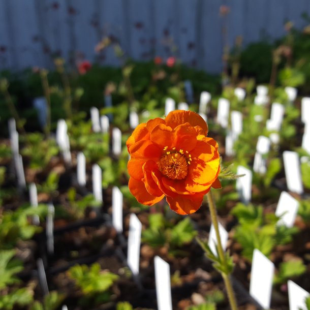 Geum 'Prinses Juliana'. <br/>Nellikerod