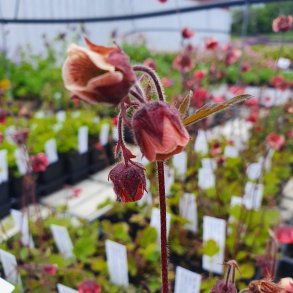 Geum rivale. <br/>Nellikerod